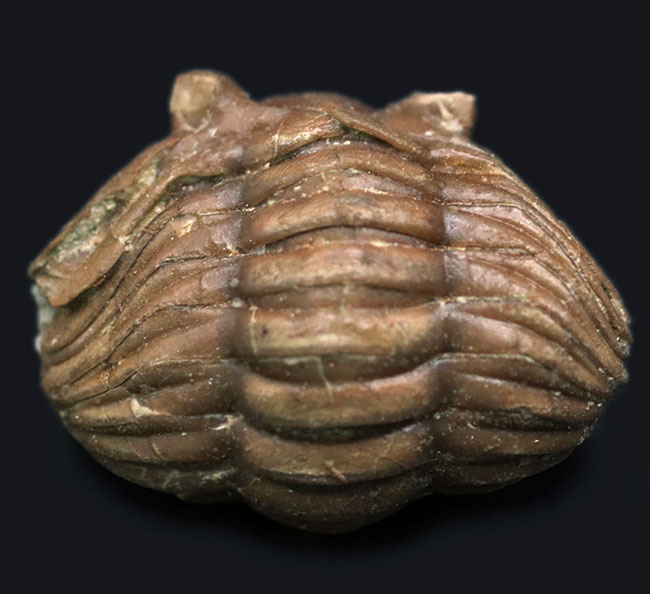 人気のパックマン!ロシア産の三葉虫、アサフス(Asaphus)のエンロール(防御)姿勢をとった化石(その1)