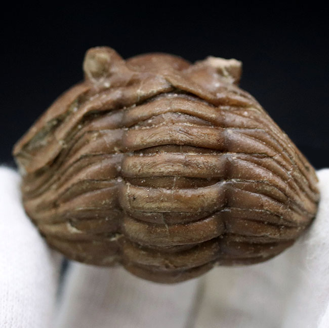 人気のパックマン！ロシア産の三葉虫、アサフス（Asaphus）のエンロール（防御）姿勢をとった化石（その2）