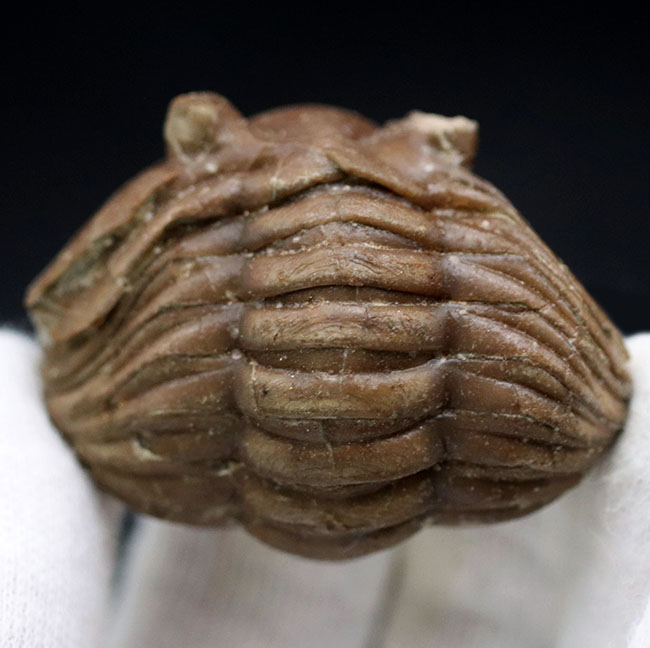 人気のパックマン!ロシア産の三葉虫、アサフス(Asaphus)のエンロール(防御)姿勢をとった化石(その2)