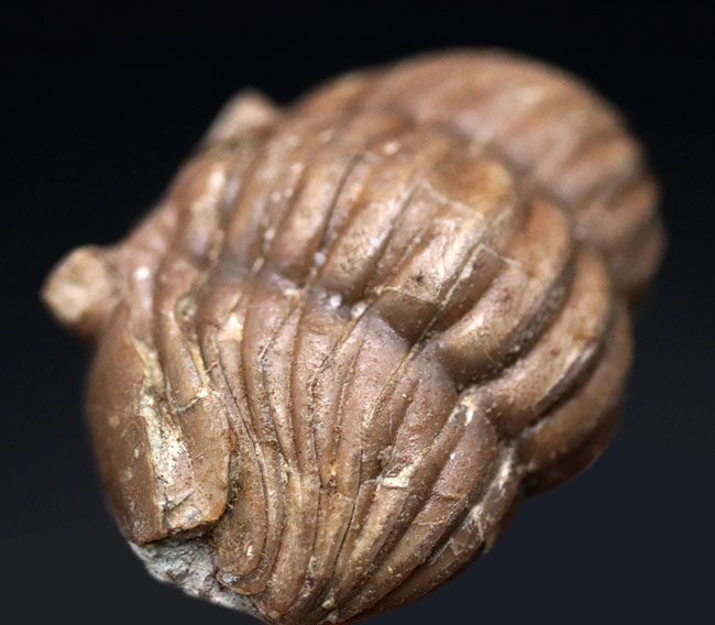 人気のパックマン！ロシア産の三葉虫、アサフス（Asaphus）のエンロール（防御）姿勢をとった化石（その3）