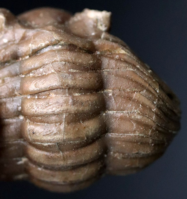 人気のパックマン!ロシア産の三葉虫、アサフス(Asaphus)のエンロール(防御)姿勢をとった化石(その4)