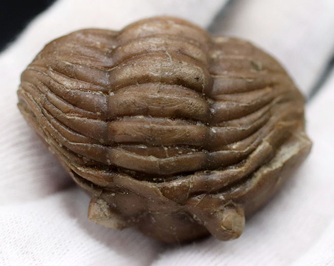 人気のパックマン!ロシア産の三葉虫、アサフス(Asaphus)のエンロール(防御)姿勢をとった化石(その5)