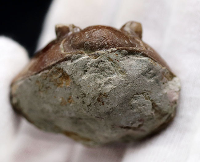 人気のパックマン!ロシア産の三葉虫、アサフス(Asaphus)のエンロール(防御)姿勢をとった化石(その6)