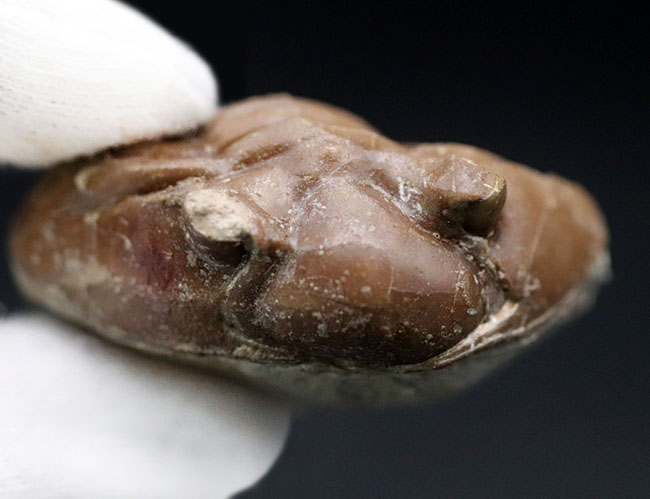 人気のパックマン!ロシア産の三葉虫、アサフス(Asaphus)のエンロール(防御)姿勢をとった化石(その7)
