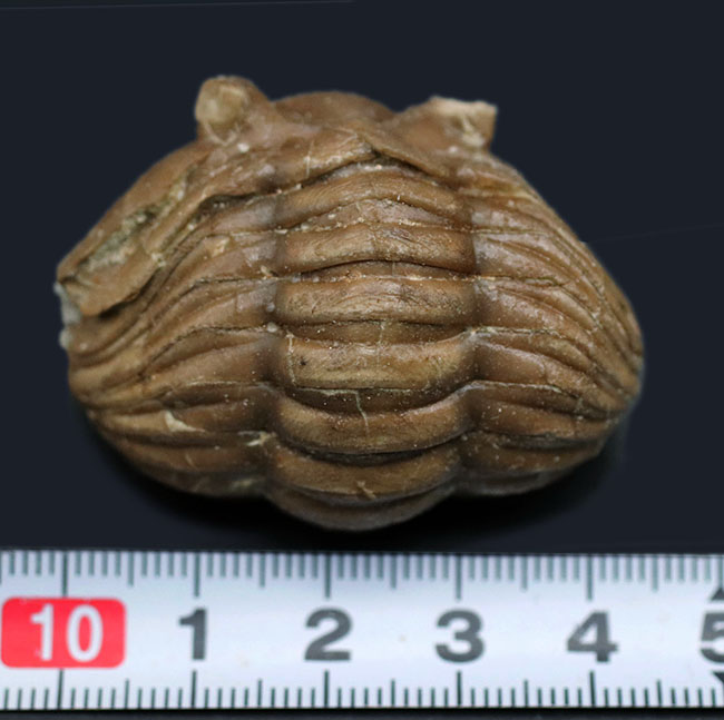 人気のパックマン!ロシア産の三葉虫、アサフス(Asaphus)のエンロール(防御)姿勢をとった化石(その8)