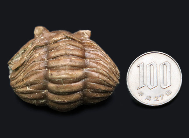 人気のパックマン！ロシア産の三葉虫、アサフス（Asaphus）のエンロール（防御）姿勢をとった化石（その9）