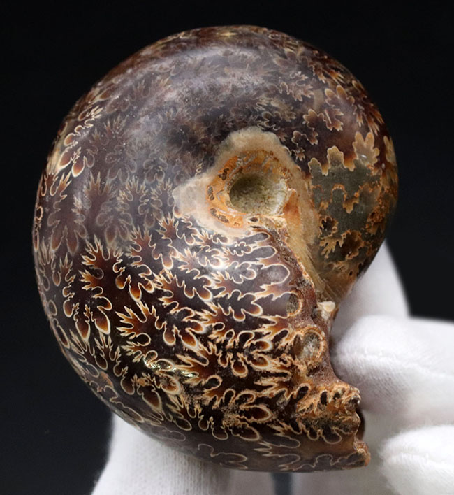 複雑かつ美麗な縫合線を楽しめる、マダガスカル産のアンモナイト（Ammonite）の化石（その1）