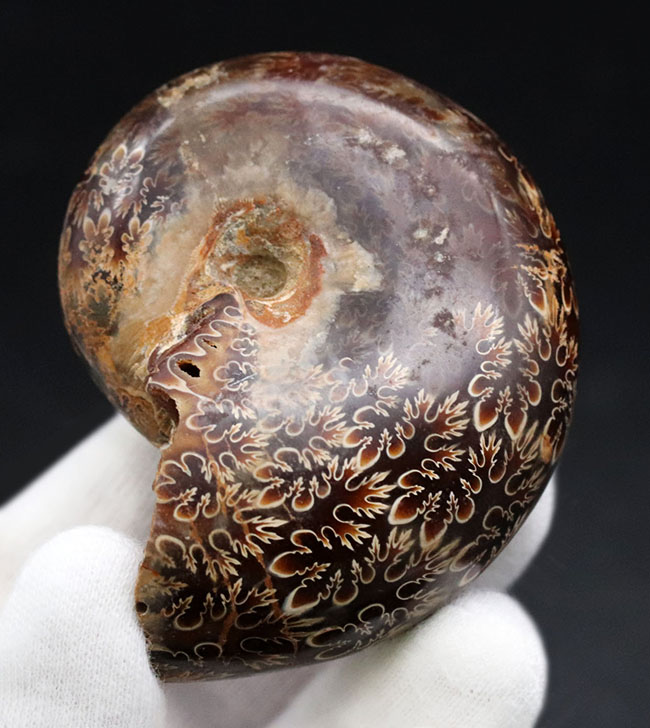 複雑かつ美麗な縫合線を楽しめる、マダガスカル産のアンモナイト（Ammonite）の化石（その2）