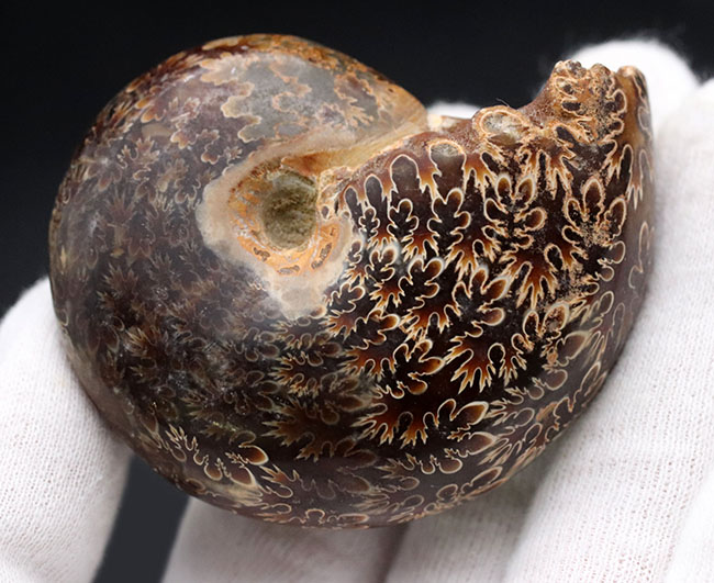 複雑かつ美麗な縫合線を楽しめる、マダガスカル産のアンモナイト（Ammonite）の化石（その3）
