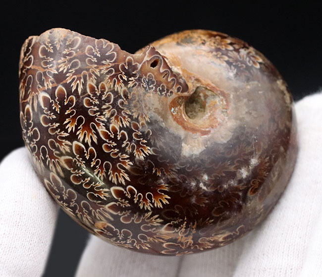複雑かつ美麗な縫合線を楽しめる、マダガスカル産のアンモナイト（Ammonite）の化石（その5）