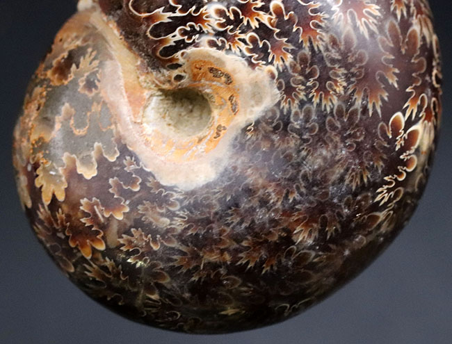 複雑かつ美麗な縫合線を楽しめる、マダガスカル産のアンモナイト（Ammonite）の化石（その6）