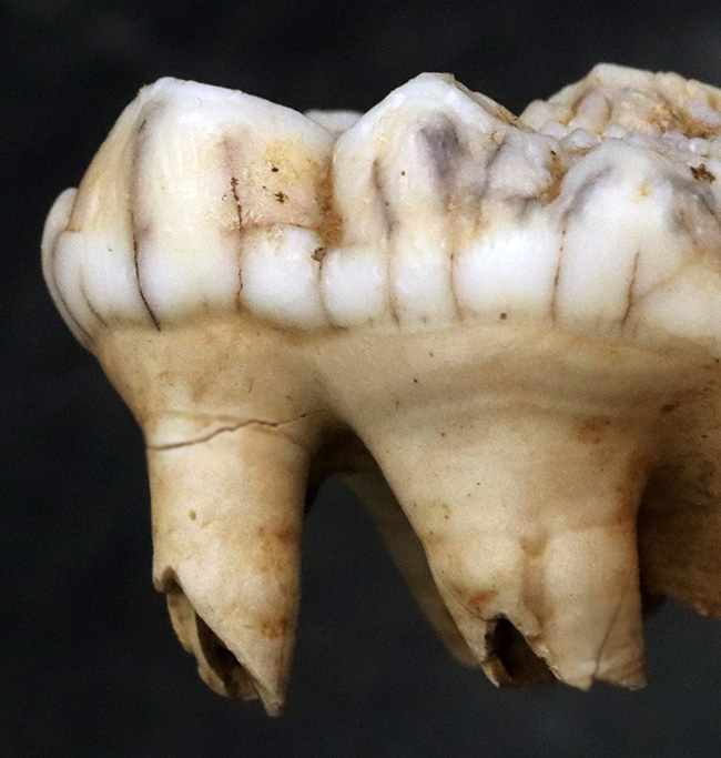 希少なオールドコレクション!ルーマニア産、希少種、氷河期に絶滅したクマ科のホラアナグマ、ウルサス・スペラエウス(Ursus spelaeus)の歯化石(その2)