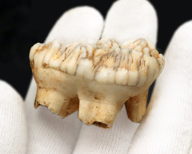 希少なオールドコレクション!ルーマニア産、希少種、氷河期に絶滅したクマ科のホラアナグマ、ウルサス・スペラエウス(Ursus spelaeus)の歯化石(その6)