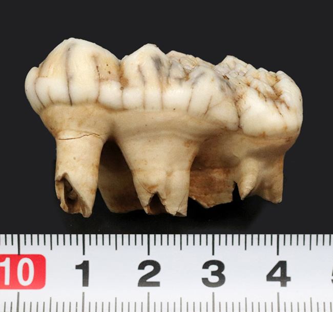 希少なオールドコレクション!ルーマニア産、希少種、氷河期に絶滅したクマ科のホラアナグマ、ウルサス・スペラエウス(Ursus spelaeus)の歯化石(その8)