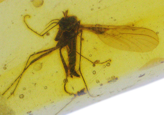 はっきりと視認できる大きな羽虫を内包した、恐竜時代の極めて古い琥珀、バーマイト(Burmite)(その1)