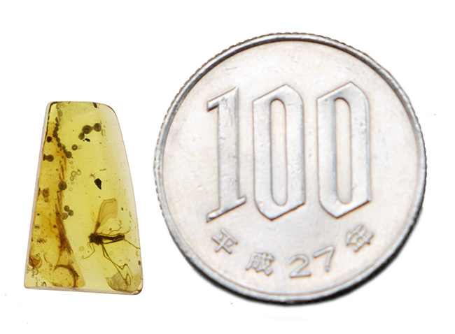 はっきりと視認できる大きな羽虫を内包した、恐竜時代の極めて古い琥珀、バーマイト(Burmite)(その10)
