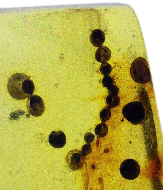 はっきりと視認できる大きな羽虫を内包した、恐竜時代の極めて古い琥珀、バーマイト(Burmite)(その3)