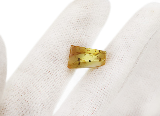 はっきりと視認できる大きな羽虫を内包した、恐竜時代の極めて古い琥珀、バーマイト(Burmite)(その4)