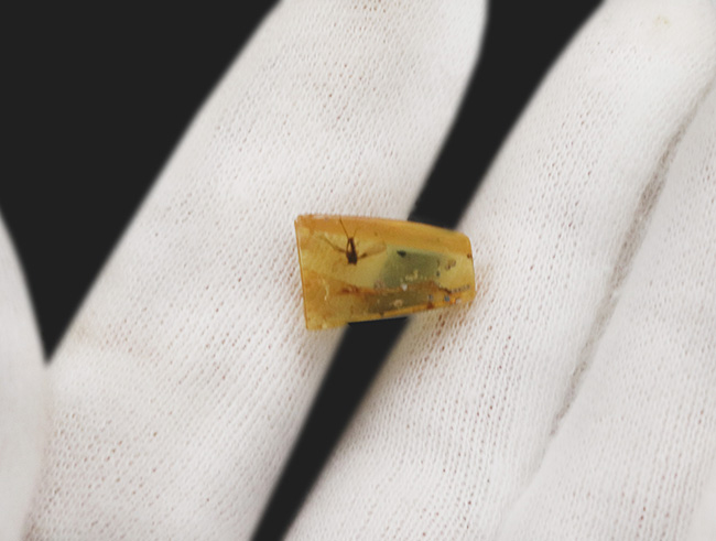 はっきりと視認できる大きな羽虫を内包した、恐竜時代の極めて古い琥珀、バーマイト(Burmite)(その5)