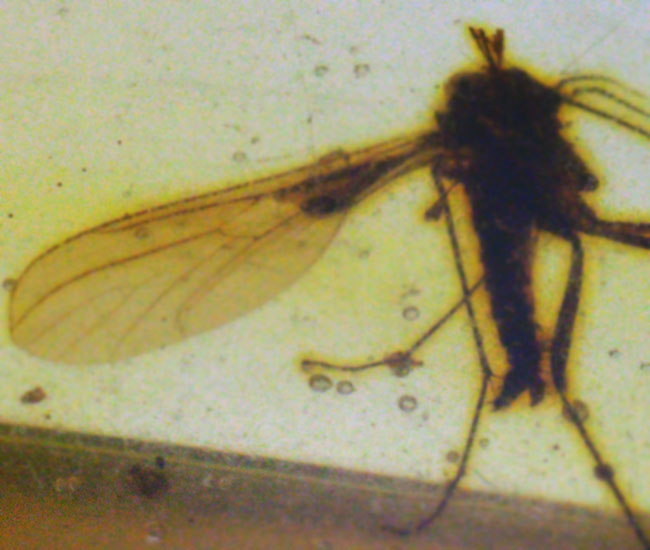 はっきりと視認できる大きな羽虫を内包した、恐竜時代の極めて古い琥珀、バーマイト(Burmite)(その6)