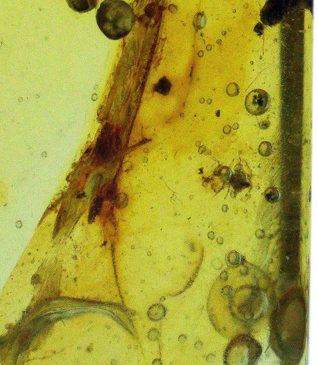 はっきりと視認できる大きな羽虫を内包した、恐竜時代の極めて古い琥珀、バーマイト(Burmite)(その8)