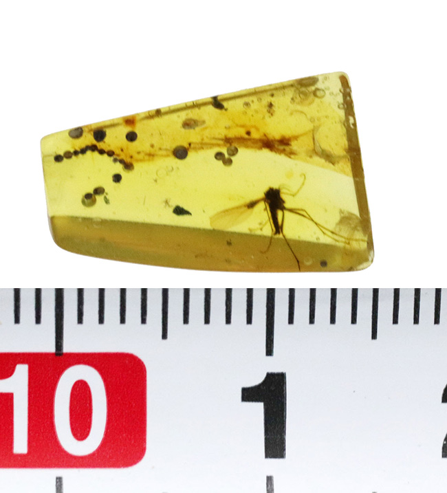 はっきりと視認できる大きな羽虫を内包した、恐竜時代の極めて古い琥珀、バーマイト(Burmite)(その9)