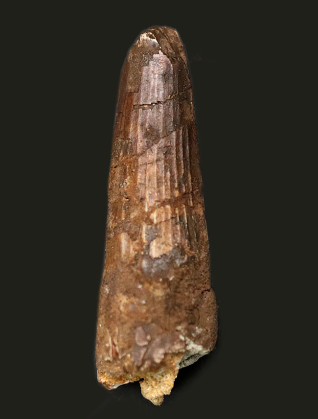 白亜紀の北アフリカの雄、スピノサウルス(Spinosaurus)の歯化石(その1)