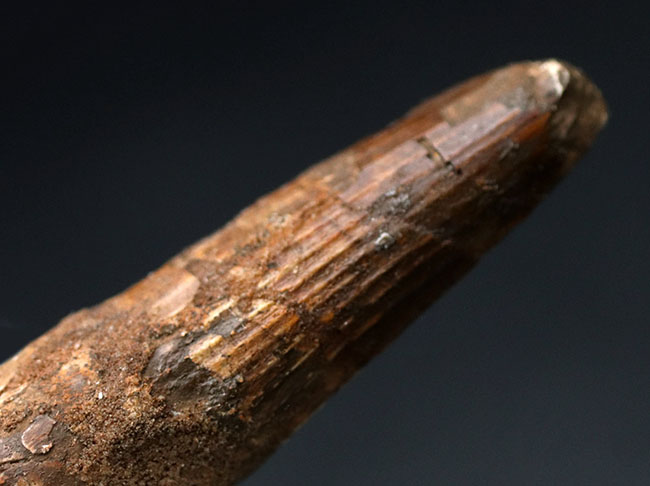 白亜紀の北アフリカの雄、スピノサウルス(Spinosaurus)の歯化石(その4)