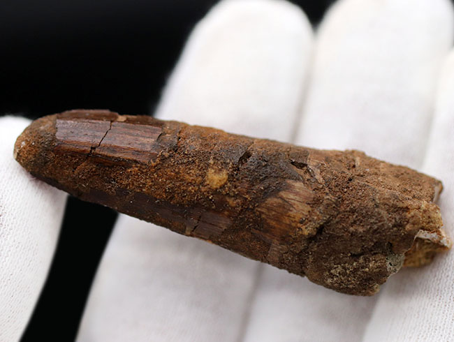 白亜紀の北アフリカの雄、スピノサウルス(Spinosaurus)の歯化石(その5)