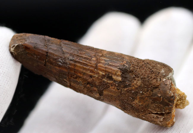 白亜紀の北アフリカの雄、スピノサウルス(Spinosaurus)の歯化石(その6)