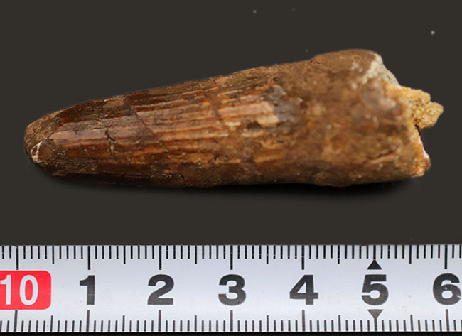 白亜紀の北アフリカの雄、スピノサウルス(Spinosaurus)の歯化石(その7)