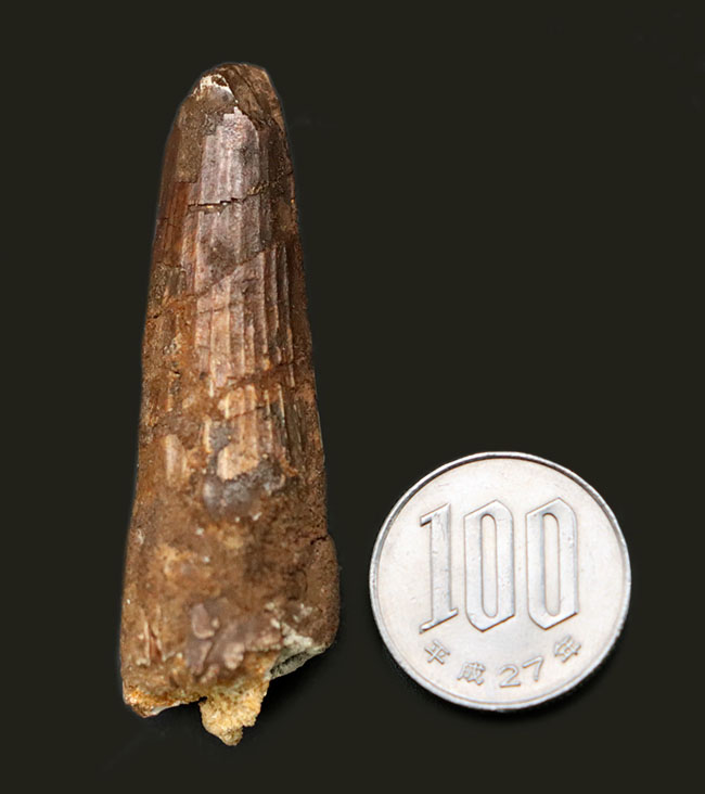 白亜紀の北アフリカの雄、スピノサウルス(Spinosaurus)の歯化石(その8)