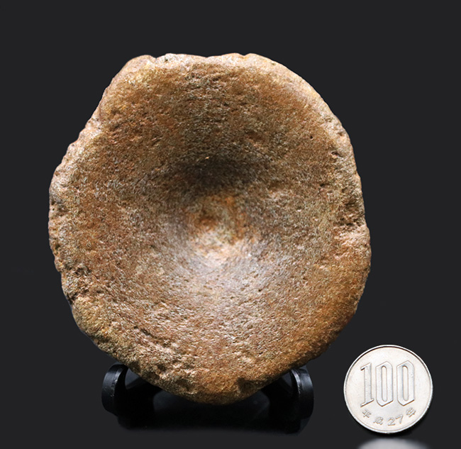 プレシオサウルス 脊椎化石 ジュラ紀 イングランド産 プレシオサウルス