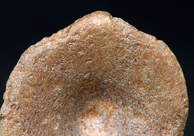 ジュラ紀の水生爬虫類(魚竜もしくは首長竜のもの)と思しき椎体の化石(その3)