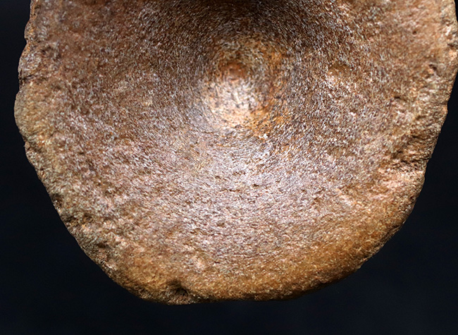ジュラ紀の水生爬虫類(魚竜もしくは首長竜のもの)と思しき椎体の化石(その4)