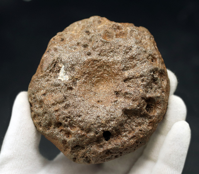ジュラ紀の水生爬虫類(魚竜もしくは首長竜のもの)と思しき椎体の化石(その8)
