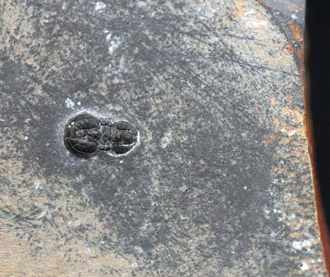 ディティール保存、三葉虫界の異端児、ペロノプシス（Peronopsis interstrictus）の化石（その3）