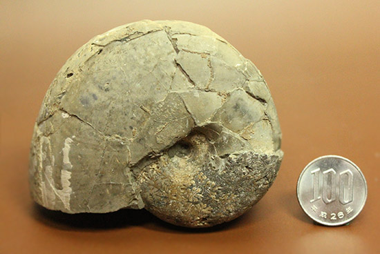 にわかにはその価値が分からない化石。二本木コレクション。国産アンモナイト「テトラゴニテス」（その18）