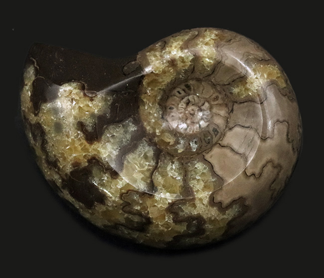 珍しい!北海道産の白亜紀のアンモナイト(Ammonite)のカット&ポリッシュ標本(その1)