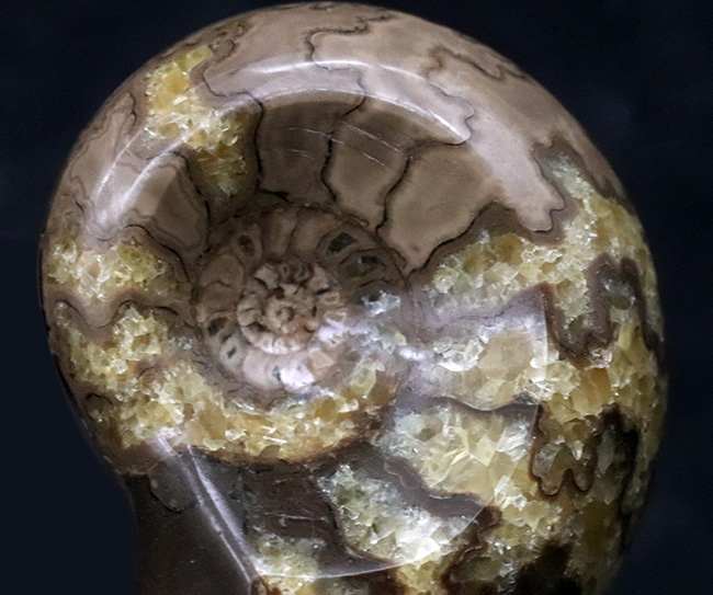 珍しい!北海道産の白亜紀のアンモナイト(Ammonite)のカット&ポリッシュ標本(その3)