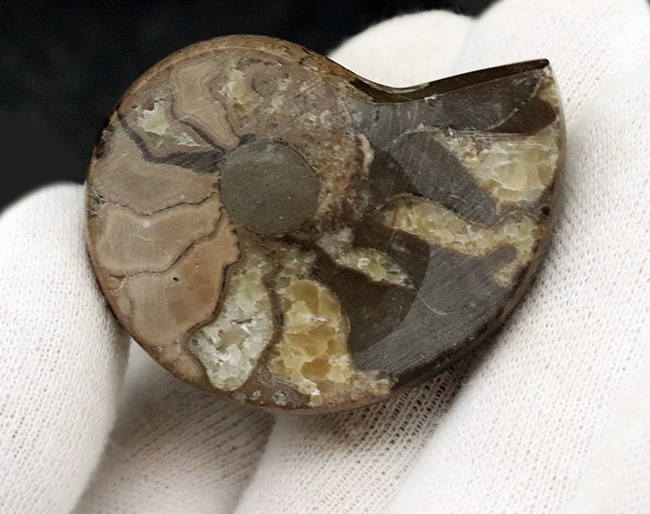 珍しい!北海道産の白亜紀のアンモナイト(Ammonite)のカット&ポリッシュ標本(その4)