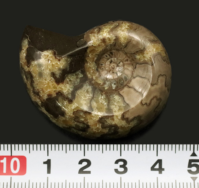 珍しい!北海道産の白亜紀のアンモナイト(Ammonite)のカット&ポリッシュ標本(その6)