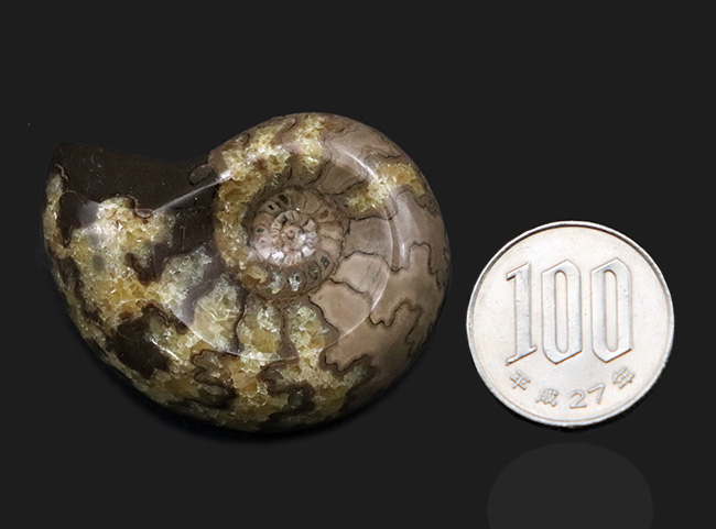 珍しい!北海道産の白亜紀のアンモナイト(Ammonite)のカット&ポリッシュ標本(その7)