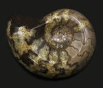 珍しい！北海道産の白亜紀のアンモナイト（Ammonite）のカット＆ポリッシュ標本