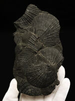 産地不明によりサービスプライスにてご提供いたします！良質なホタテ貝の化石の群集標本