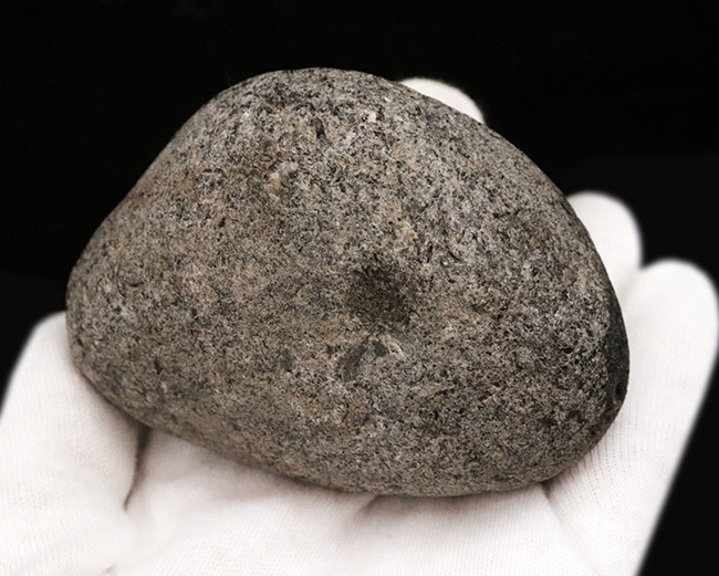 化石セブン初登場!古代の人々がナイフを作った素材、北海道産の美しき黒曜石(その6)