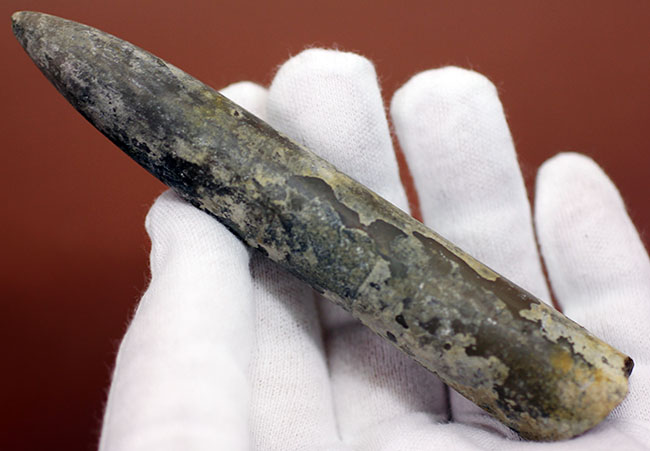 典型的なベレムナイト（Belemnite）の鏃（殻）の化石。ジュラ紀ロシア産。（その1）