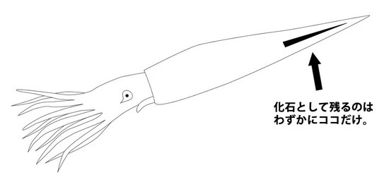 典型的なベレムナイト（Belemnite）の鏃（殻）の化石。ジュラ紀ロシア産。（その10）