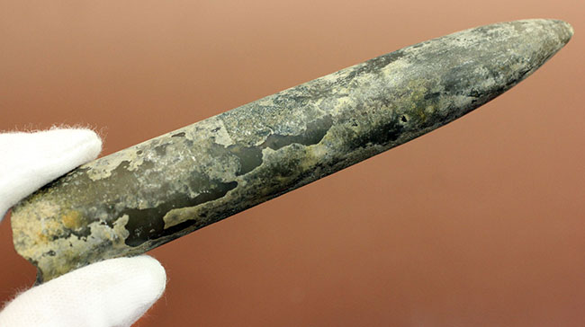 典型的なベレムナイト（Belemnite）の鏃（殻）の化石。ジュラ紀ロシア産。（その2）