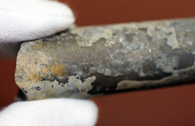 典型的なベレムナイト(Belemnite)の鏃(殻)の化石。ジュラ紀ロシア産。(その3)